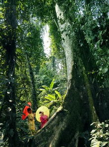 西双版纳热带雨林景观是什么