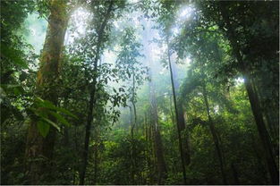 热带雨林的生态和经济效益