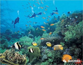 珊瑚礁的生态价值
