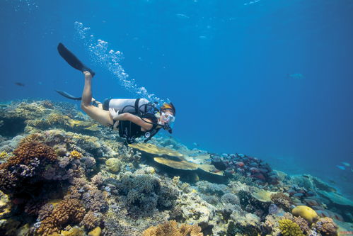 探访东南亚潜水胜地，开启你的水下冒险之旅！