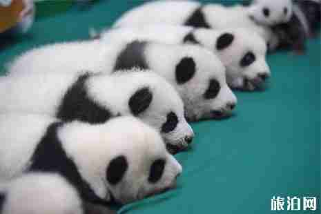 成都大熊猫繁育研究基地免费开放时
